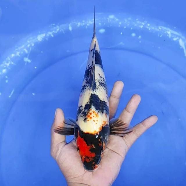 8. Maruten Showa || 28 cm || Jantan