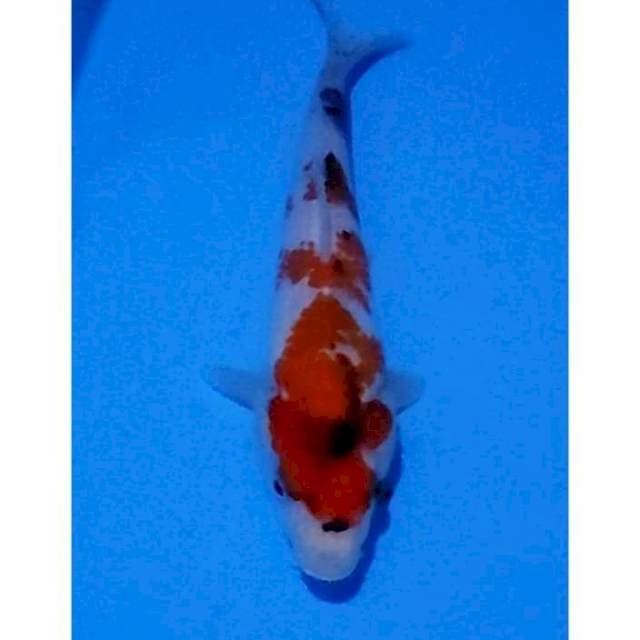 Kindai Showa Original Prospect 21cm