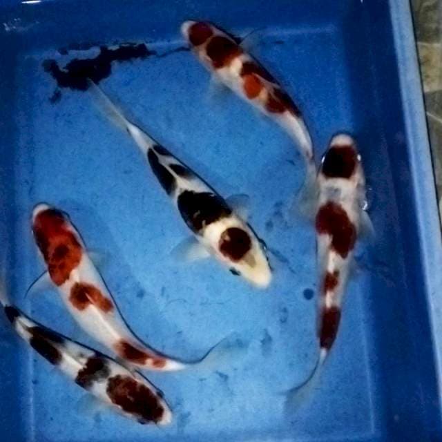 5 ekor 20-22cm
