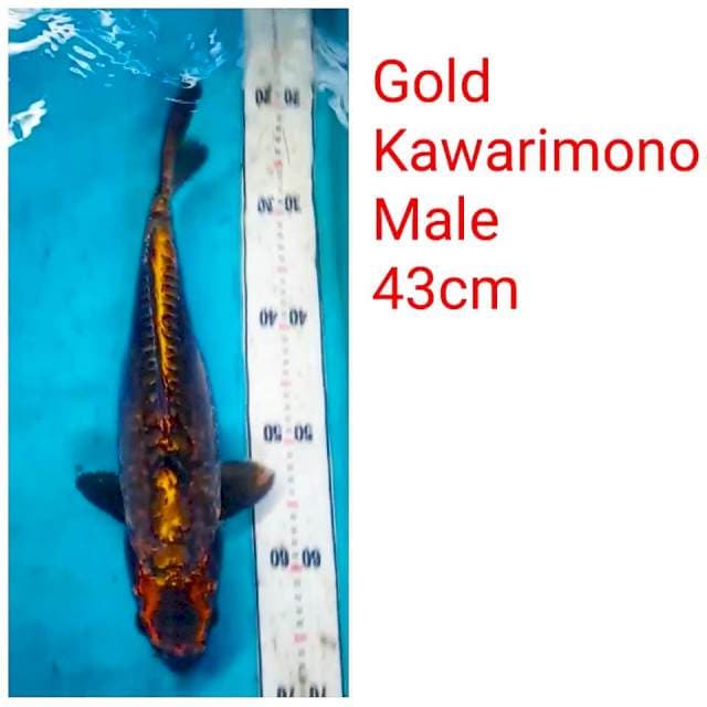 Golden 43cm male