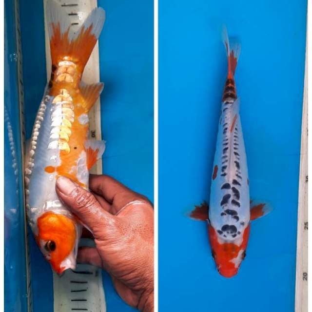 Shusui 25cm