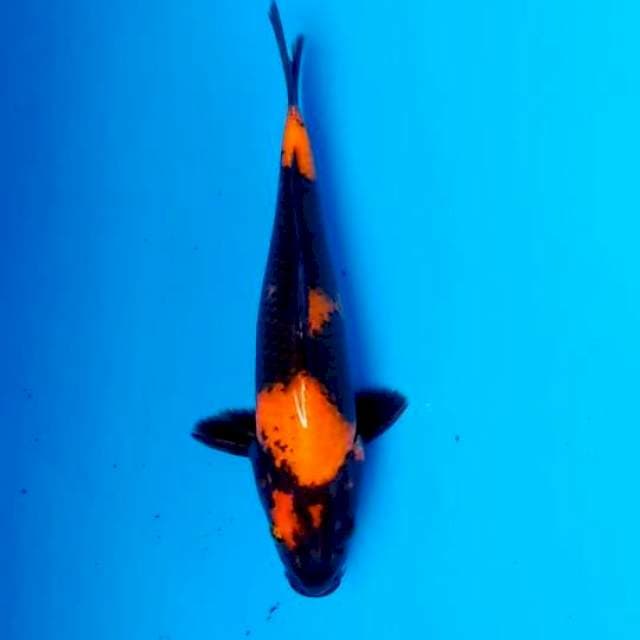 Hiutsuri 27cm