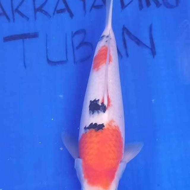 SANKE BULKY 42cm