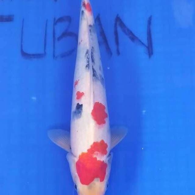 SANKE 36cm