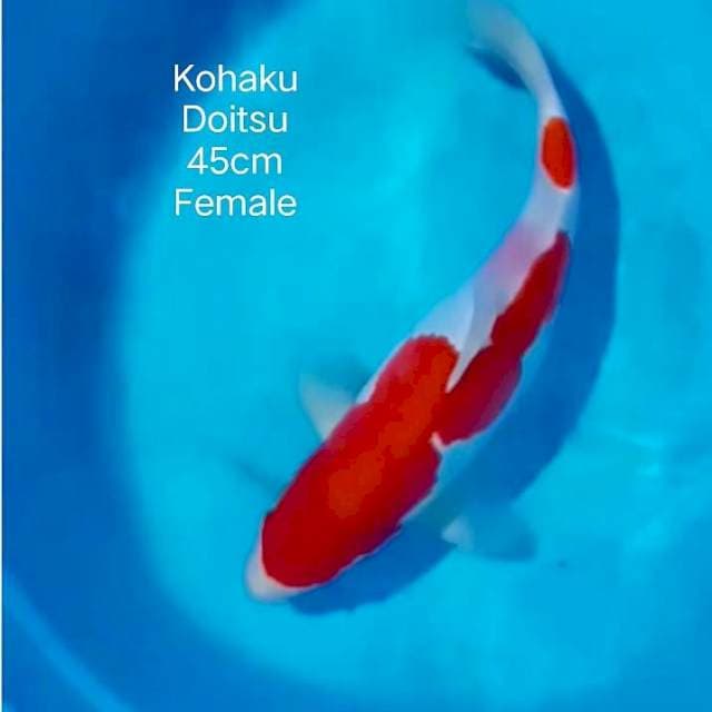 Jumbo tosai