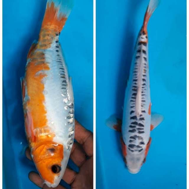 Shusui 27cm