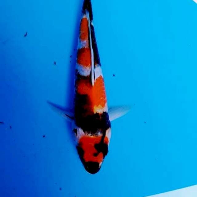 Showa25cm
