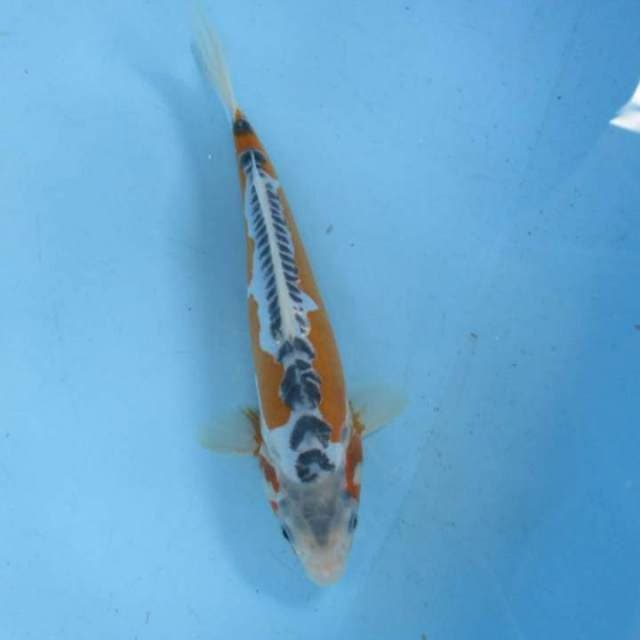 Super Hana Shushui