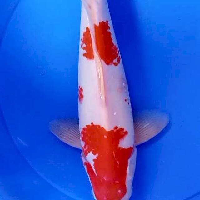 M 41 kohaku