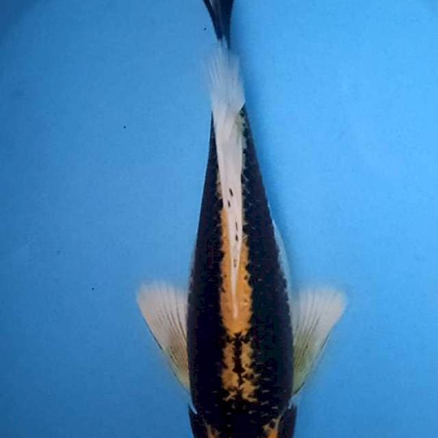 Kabuto kumpai
