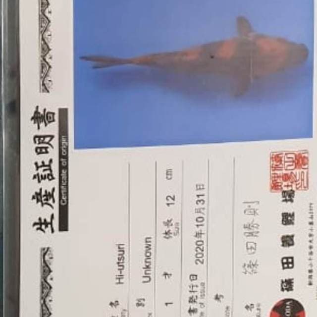 Hiu shinoda