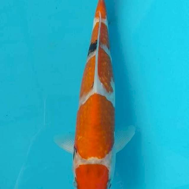 Showa maruten tategoi ginrin f1