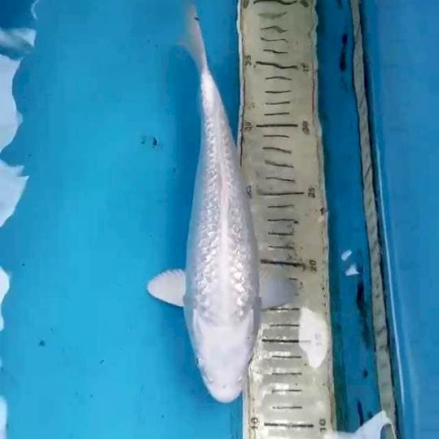Ginrin Platinum 27cm Male