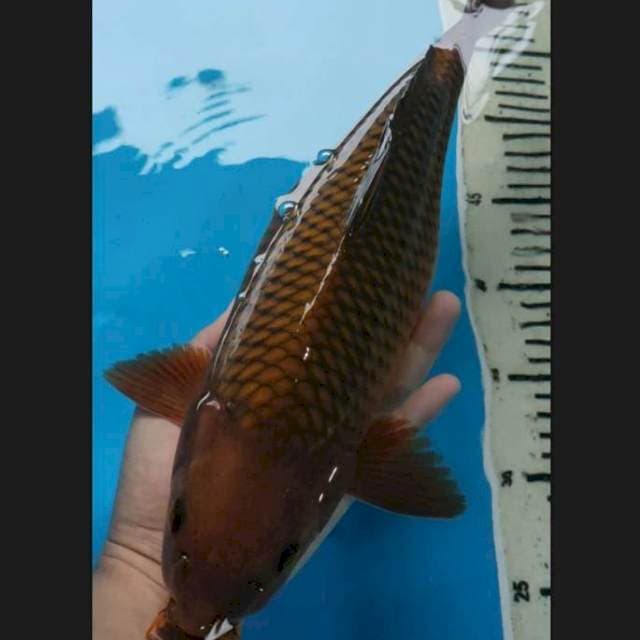 Chagoi tembaga 37 cm