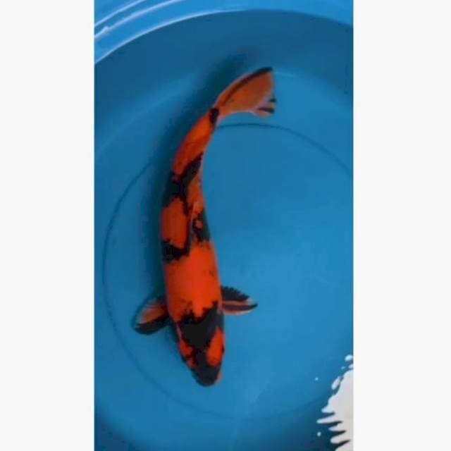 Hi utsuri