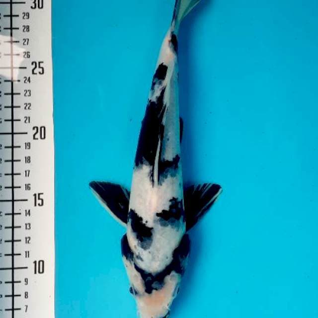 Shiro 27cm