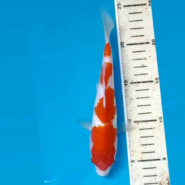 Kohaku, 20 cm
