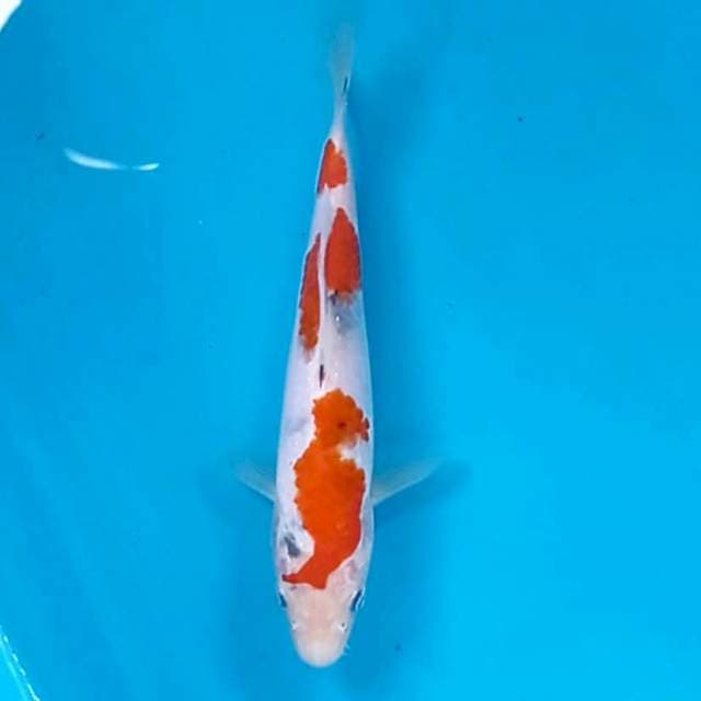 Sanke, 16 cm