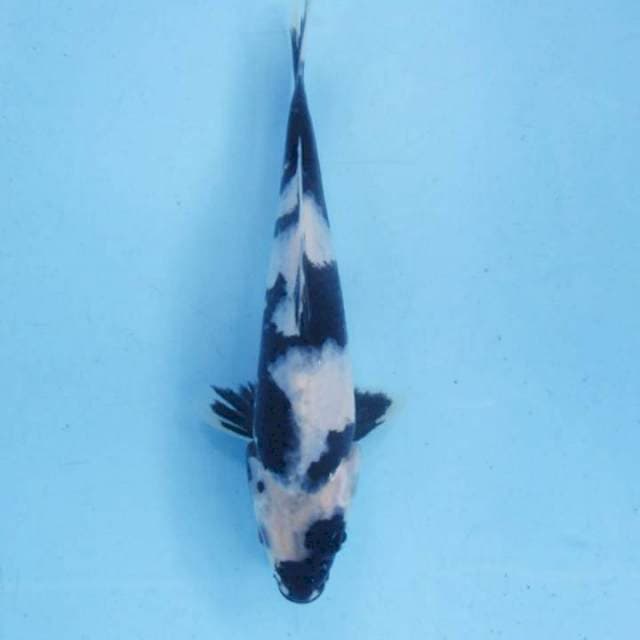 Shiro utsuri