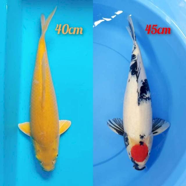 Karashi, Tc Showa Calon 70cm