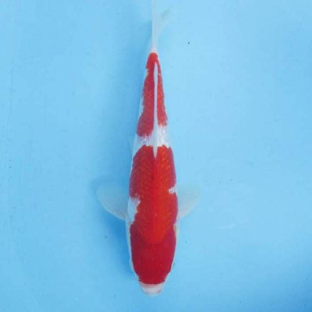 Kohaku ginrin