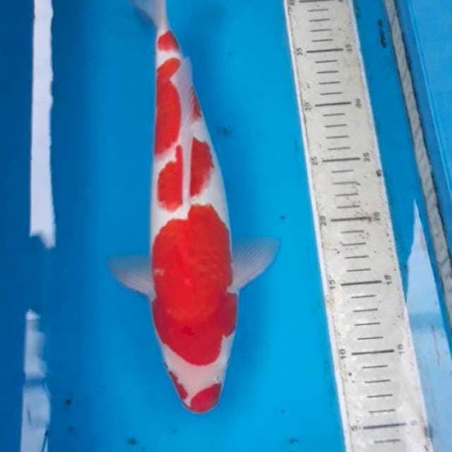 Kohaku 37 cm F