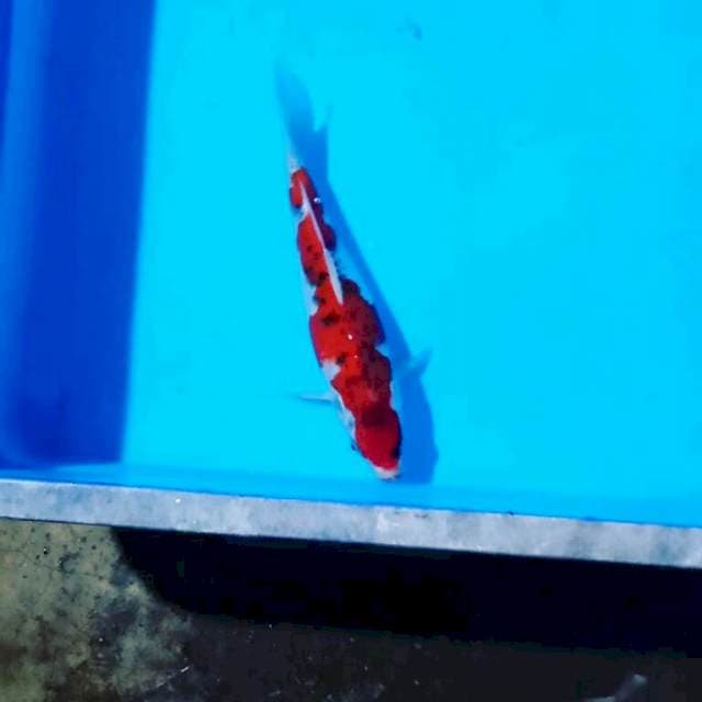 Ghosiki 1