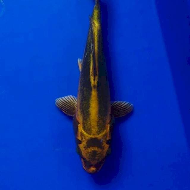 Kiko polos 25 cm