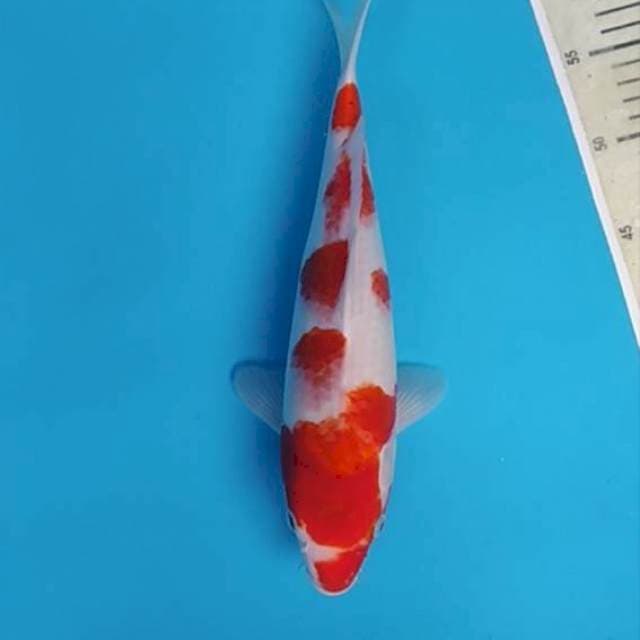 Kohaku ~33