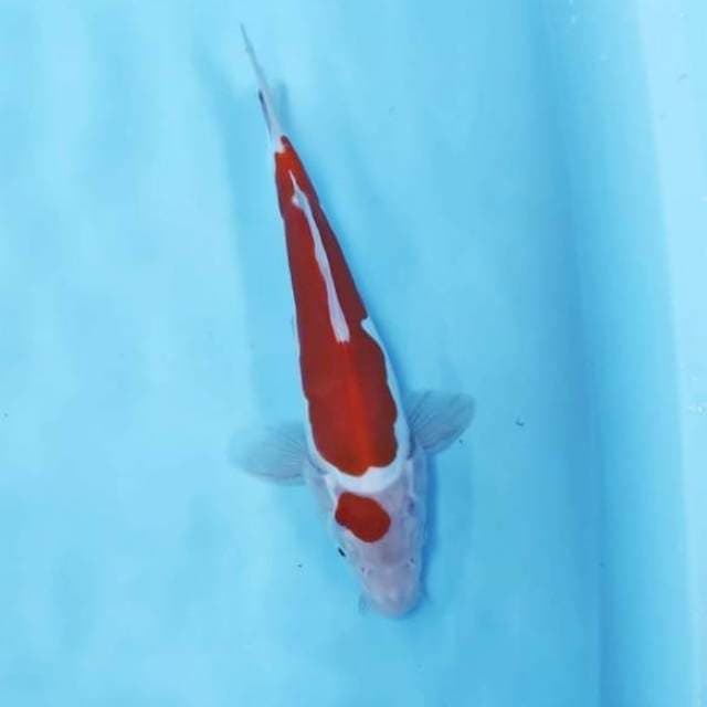 MARUTEN KOHAKU