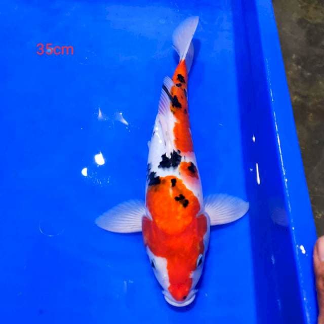 Sanke 35cm