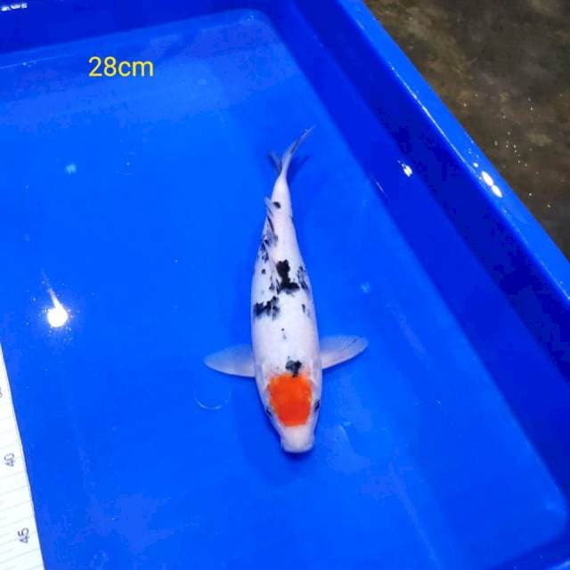 Tanco sanke ORI 28cm