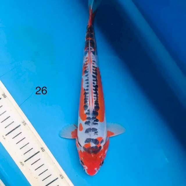 Antik shusui ,26cm