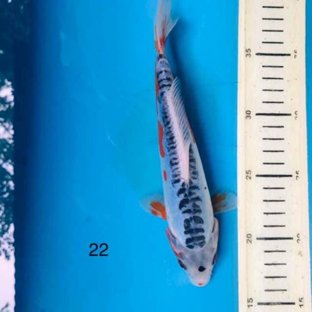 Shusui ,22cm