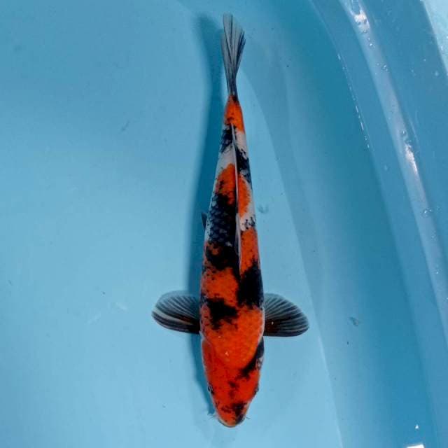 SHOWA Bulki 31 cm M