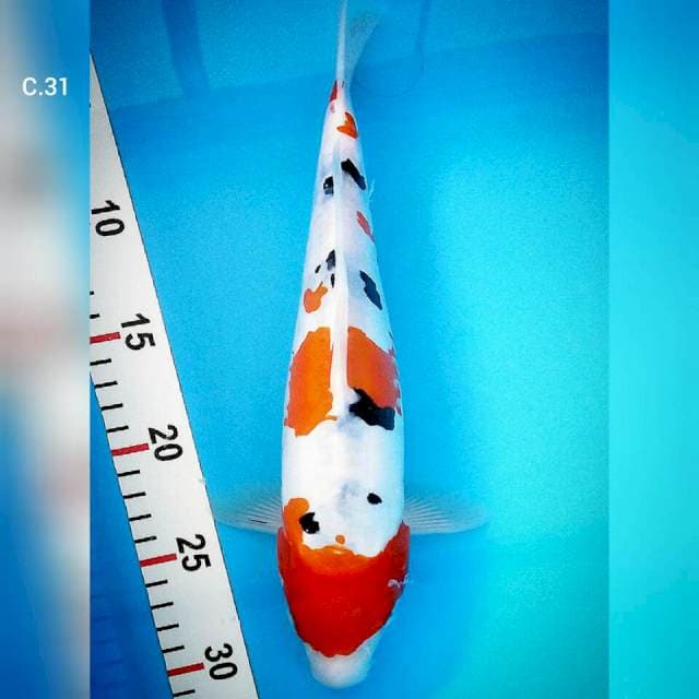 !!! Sanke doit/31cm