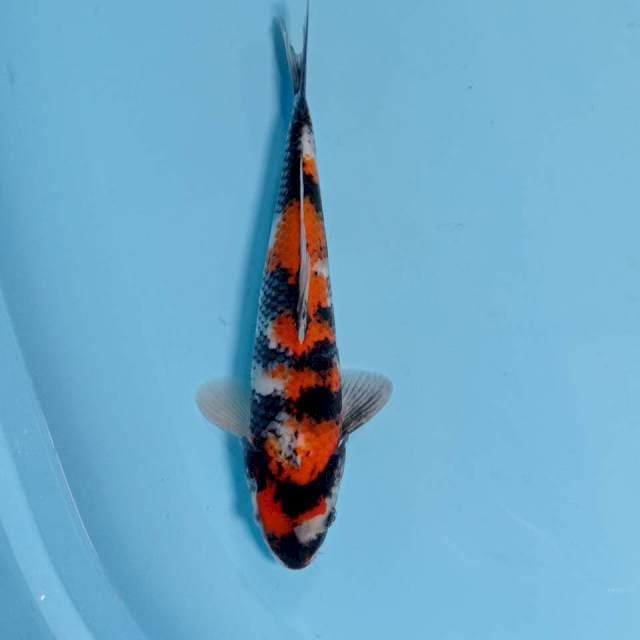 SHOWA BULKI 31cm M