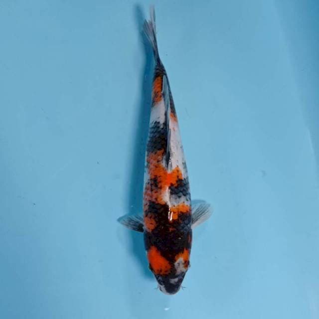 SHOWA BULKI 31cm F