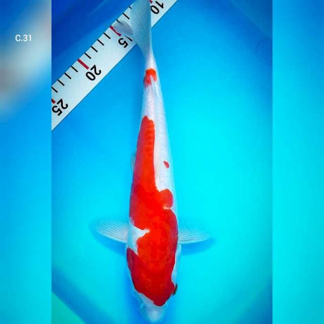 !!! Kohaku doit/31cm.