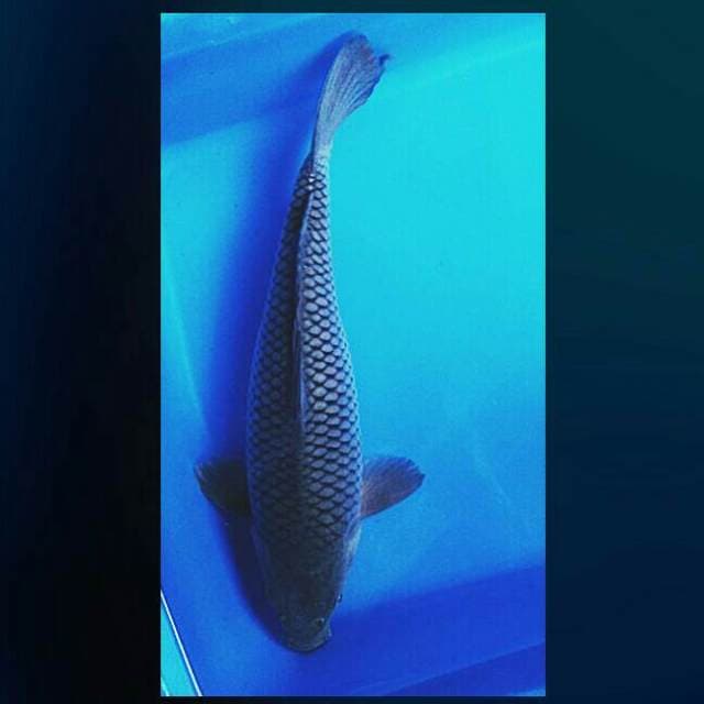 Soragoi bulky 33cm male