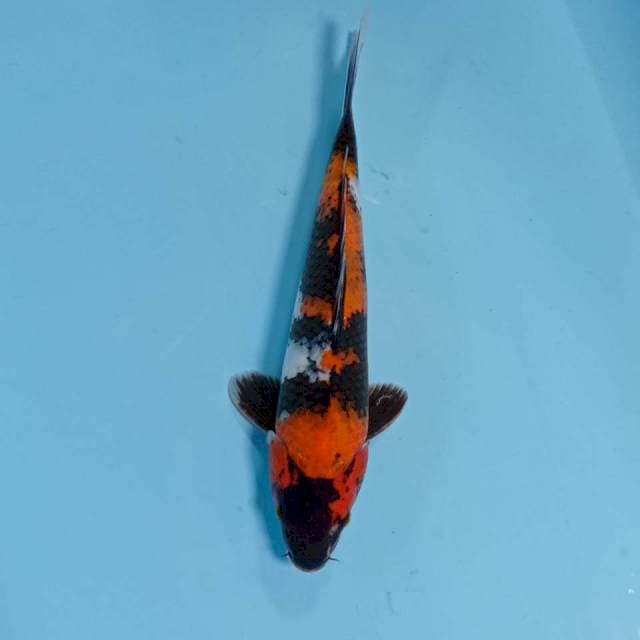 SHOWA BULKI 31cm M