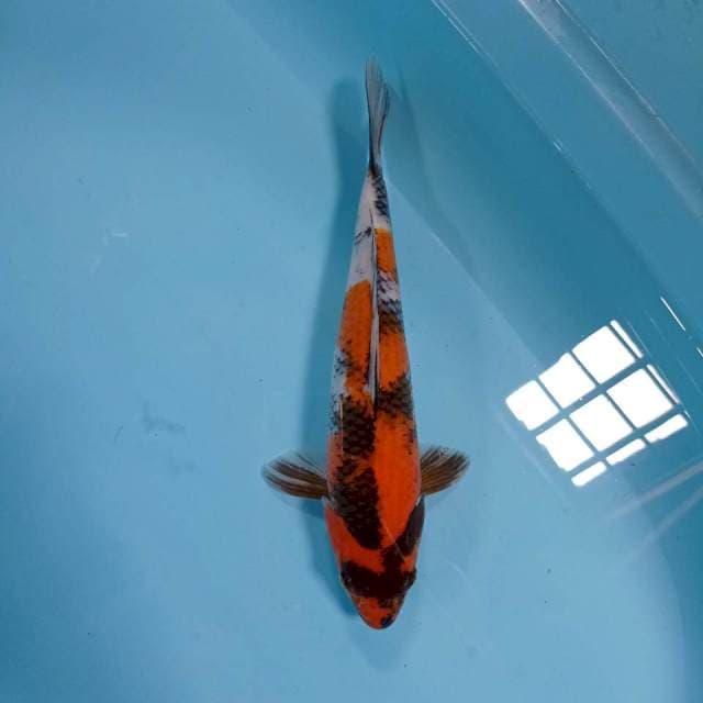SHOWA BULKI 32cm F