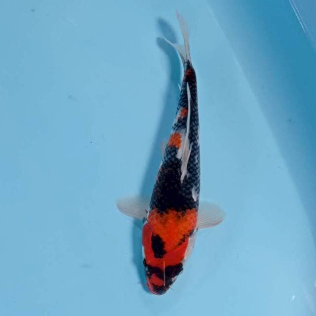 SHOWA 31cm F