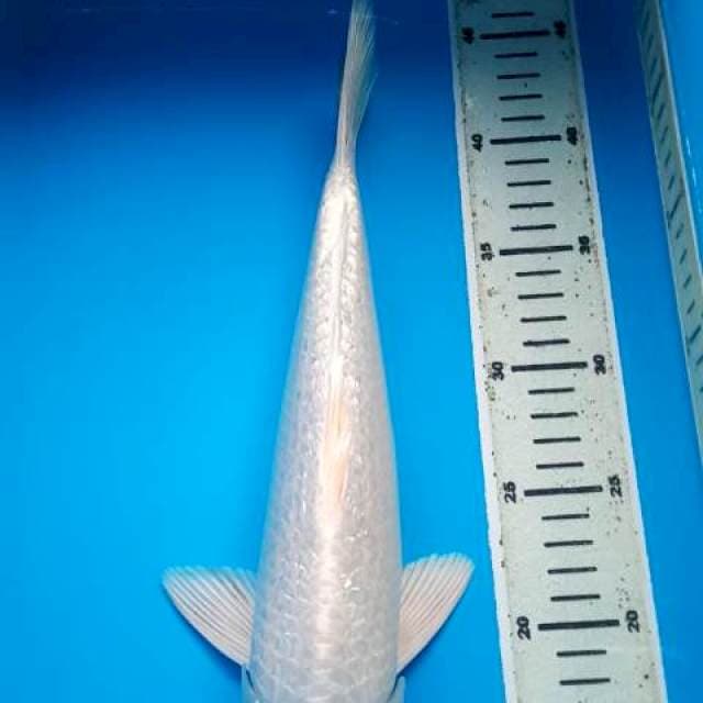 PLATINUM GINRIN BULKY 34 Cm, JANTAN