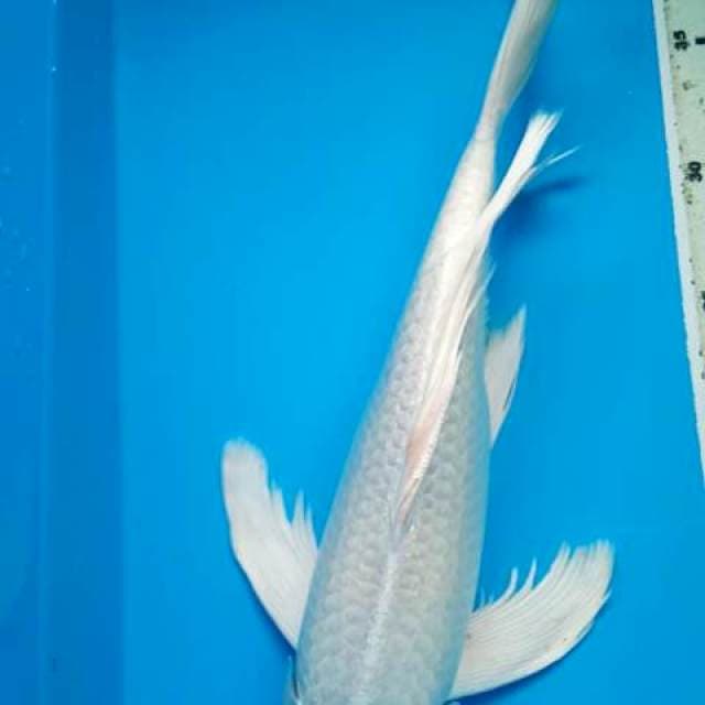 PLATINUM KUMPAY BULKY 36 Cm, JANTAN