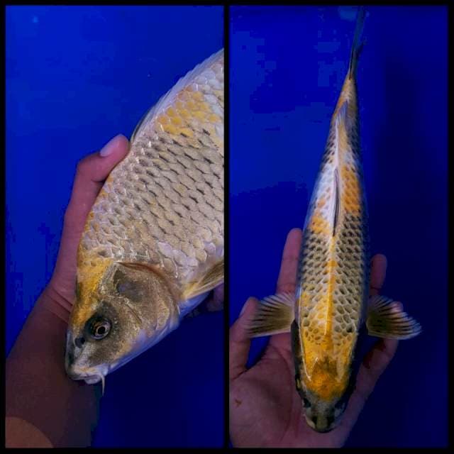KIN Showa 33Cm MALE