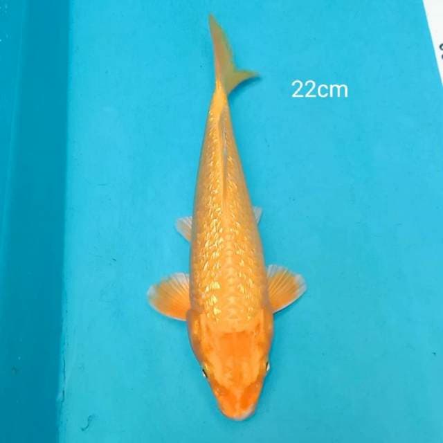 Orenji ginrin 22cm