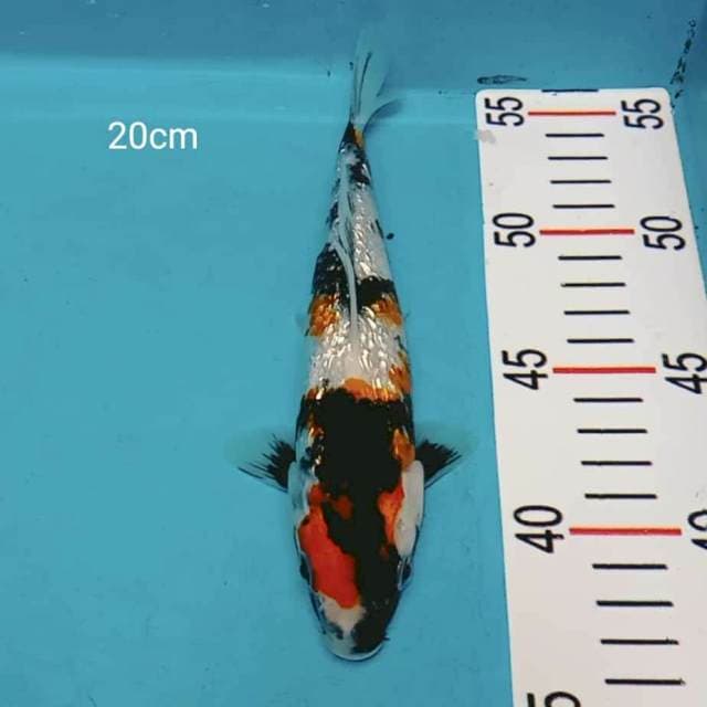 Showa ginrin 20cm