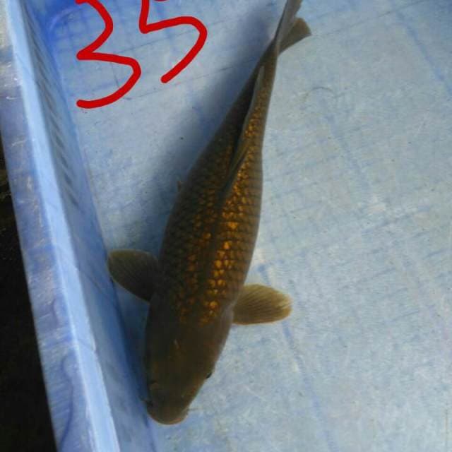 Lumayan 35