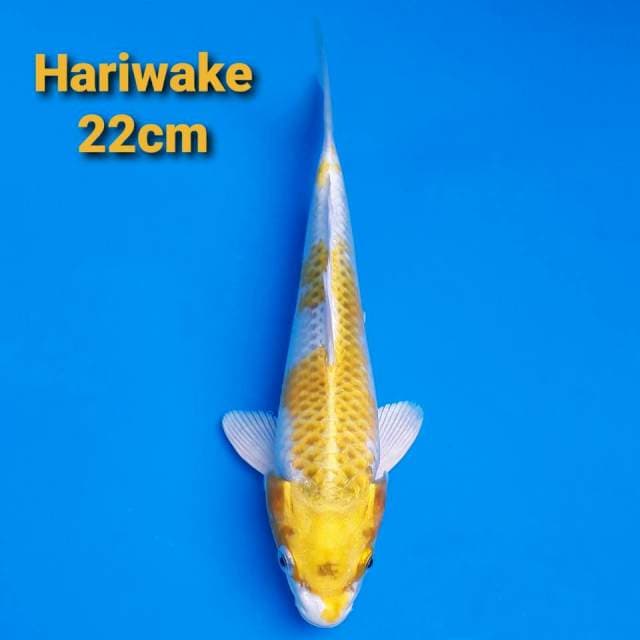 hariwake 22cm
